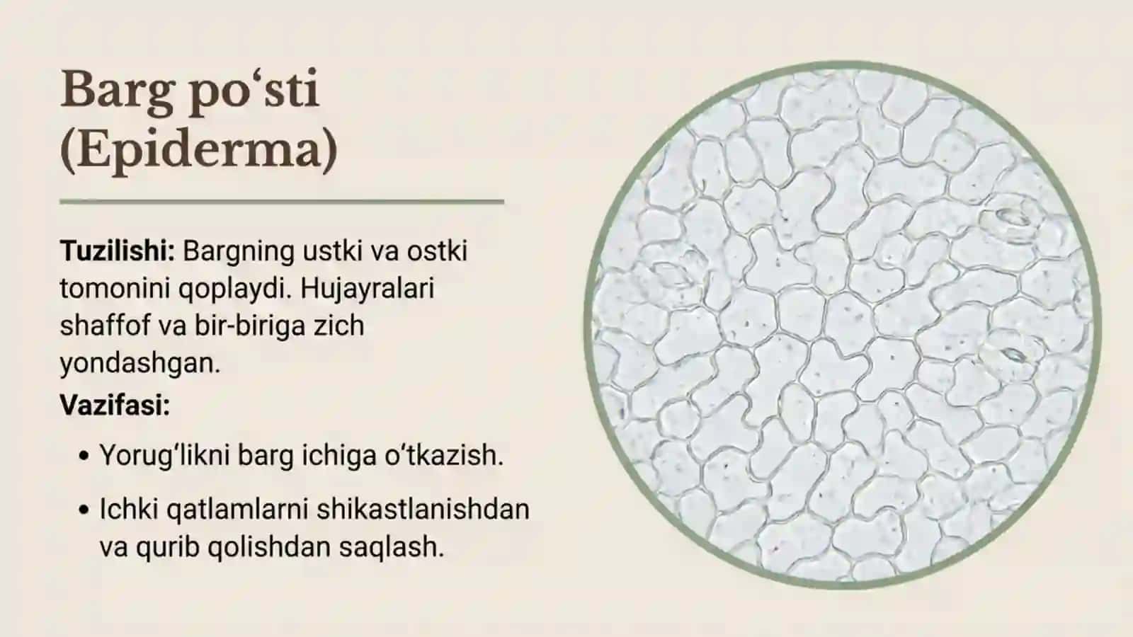Barglarning ichki tuzilishi 3