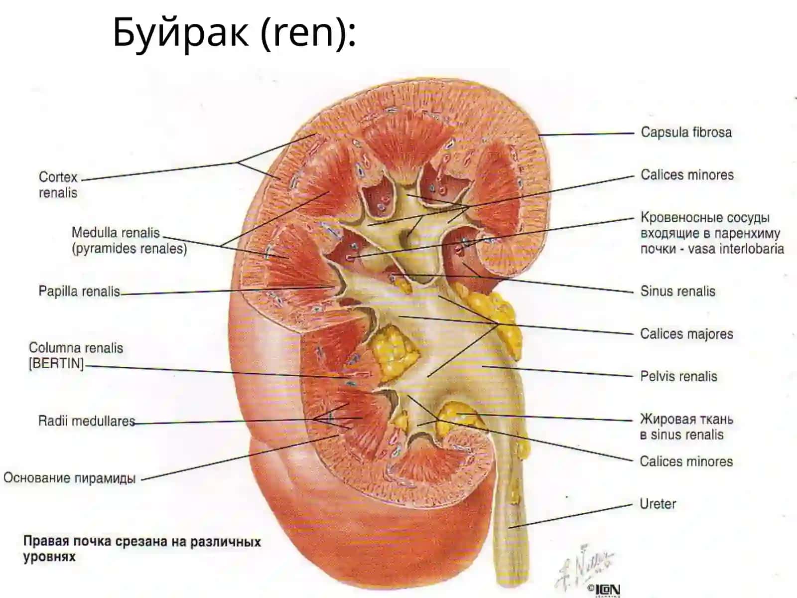 Тибий-педагогика факультети 3