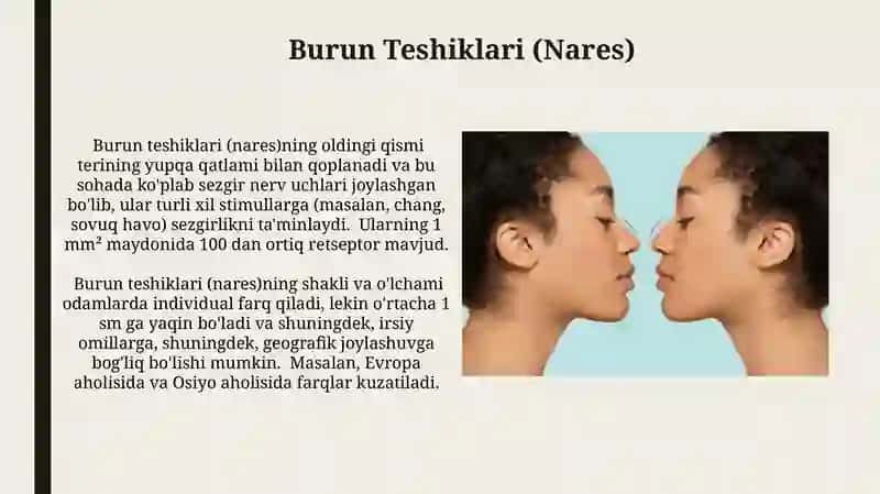 Burun Teshiklari (Nares) 3
