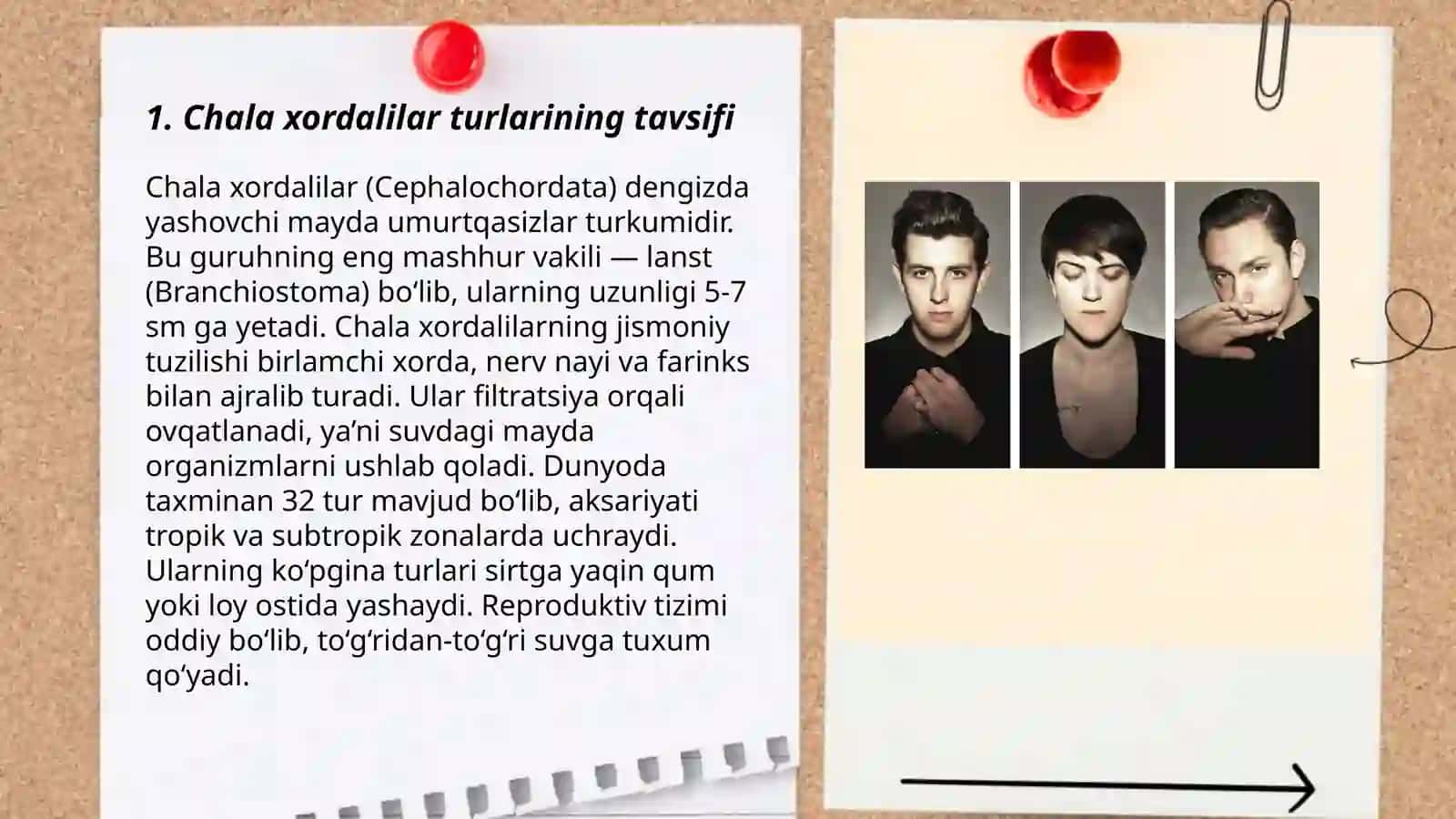 Chala xordalilar tipining umumiy xarakteristikasi 3