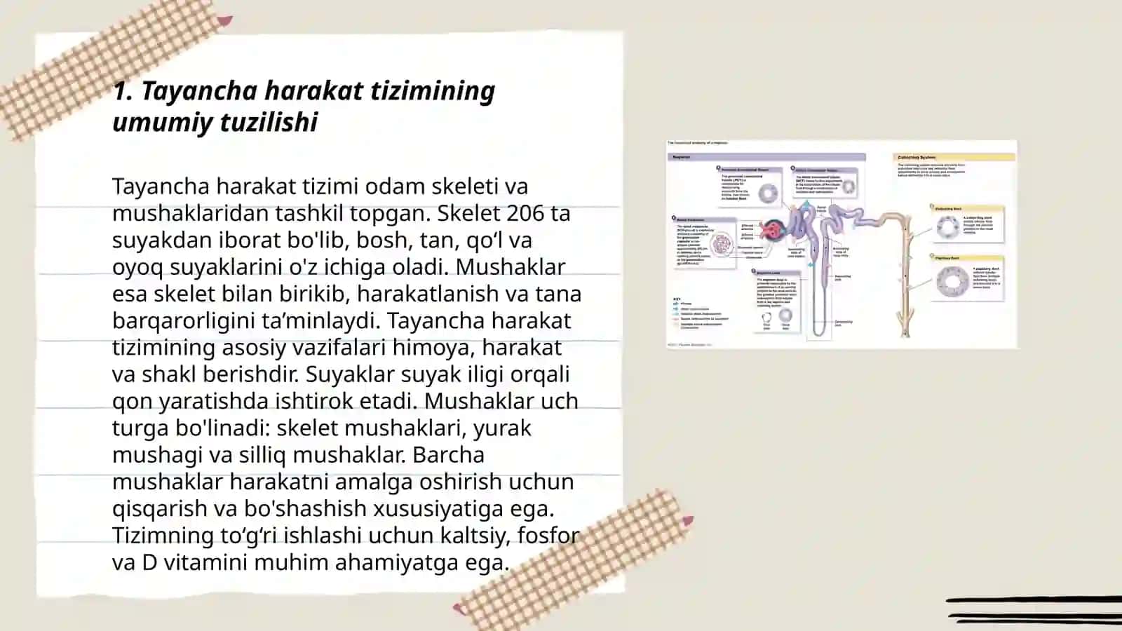 Tayancha harakat tizimining tuzilishi va funksiyasi 3