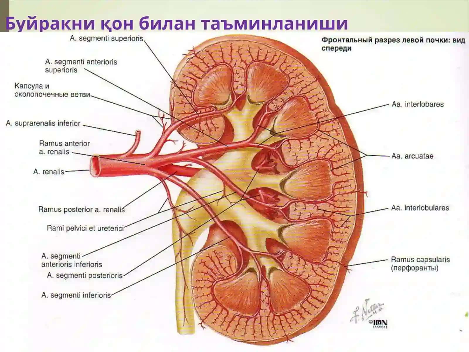 Пиелонефрит ва гломерулонефритлар 3