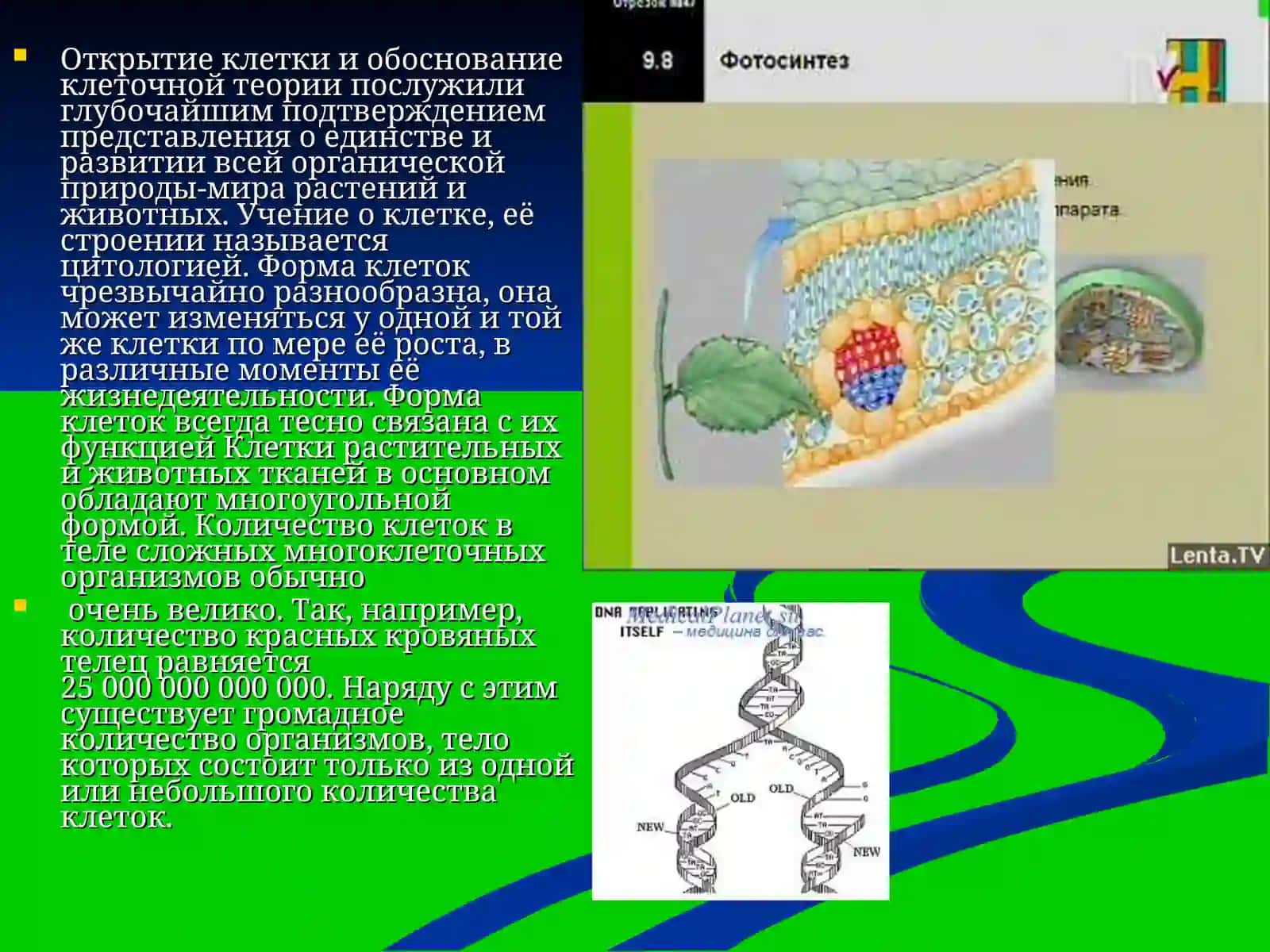 Клетка 3