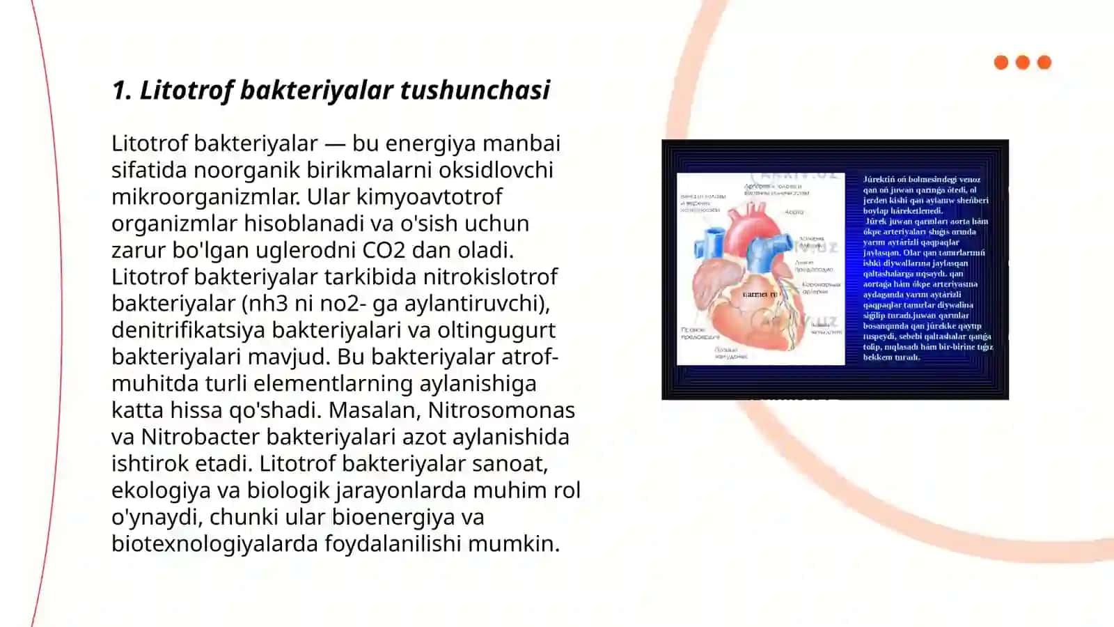 Litotrof bakteriyalar, umumiy tasnifi. Vakillari, tuzilishi koʻpayishi xususiyatlari. Zararlangan materiallarni aniqlash 3