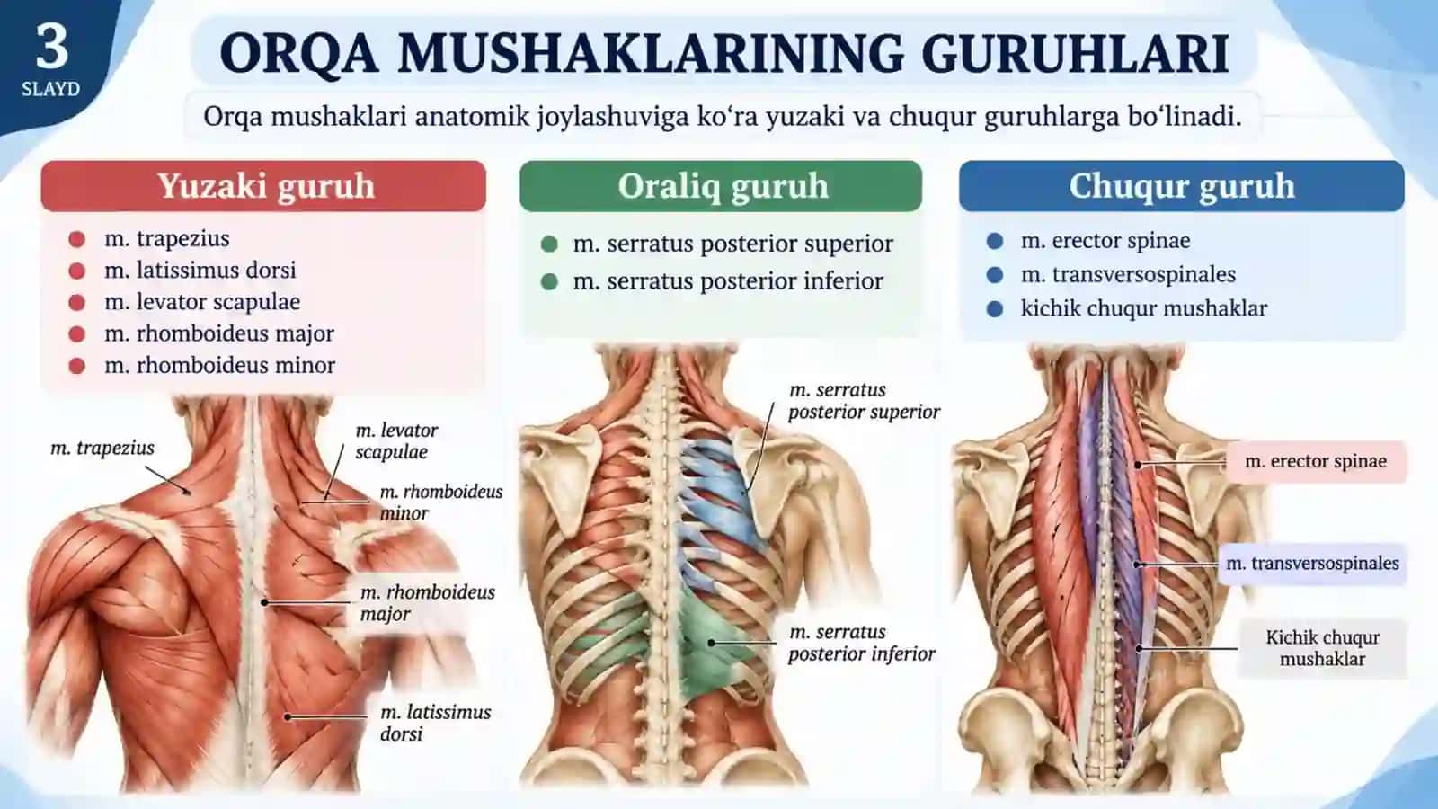 Orqa yuza va chuqur guruh mushaklari.pptx 3