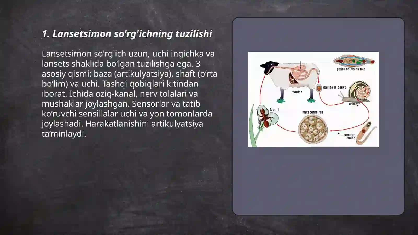 Lansetsimon so'rg'ich 3