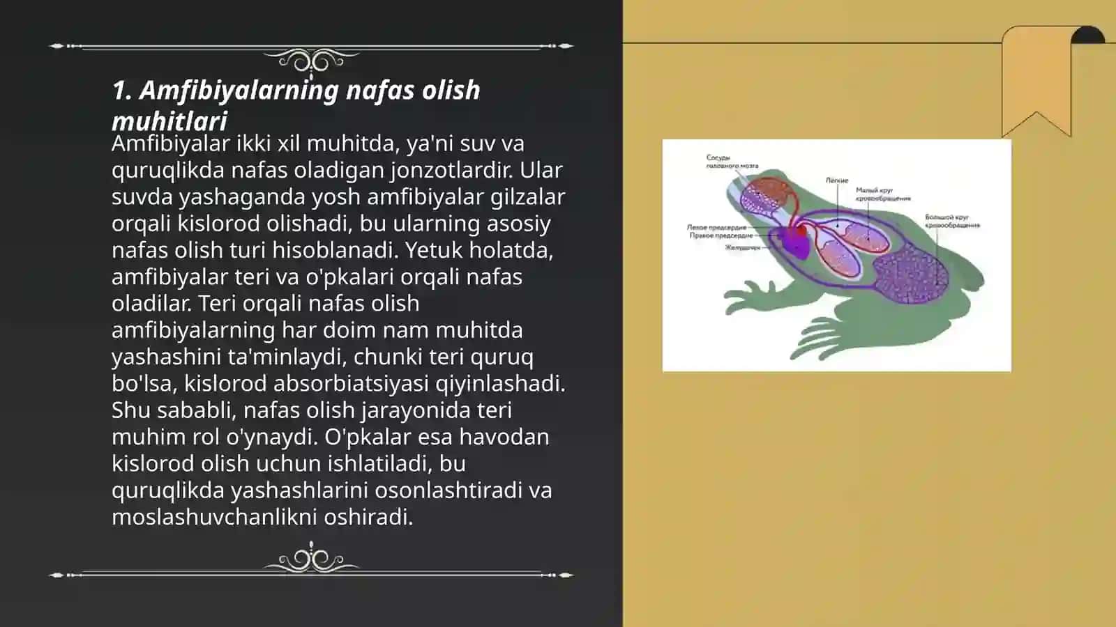 Amfibiyalarning nafas olish sistemasi 3