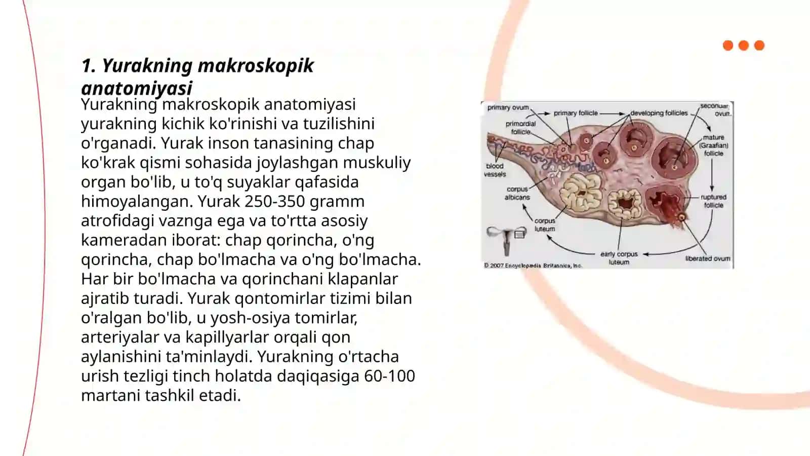 Yurak funksional va klinik anatomiyasi 3