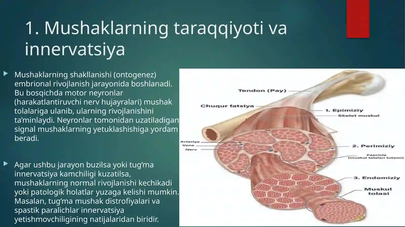 MUSHAKLARNING TARAQQIYOTI, REGENERATSIYASI VA STRUKTURAVIY BUTUNLIGINI SAQLASHDA INNERVATSIYANING AHAMIYATI 3