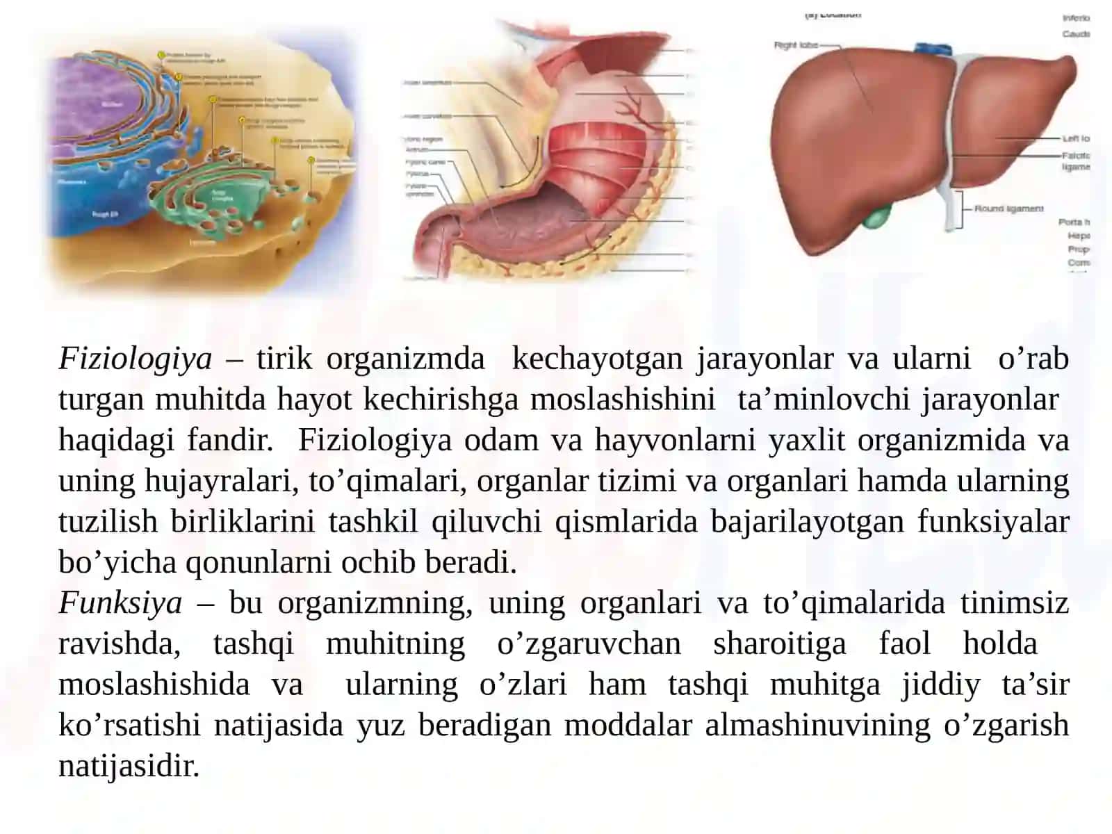 Bolalarning yosh fiziologiyasi va gigienasi 3