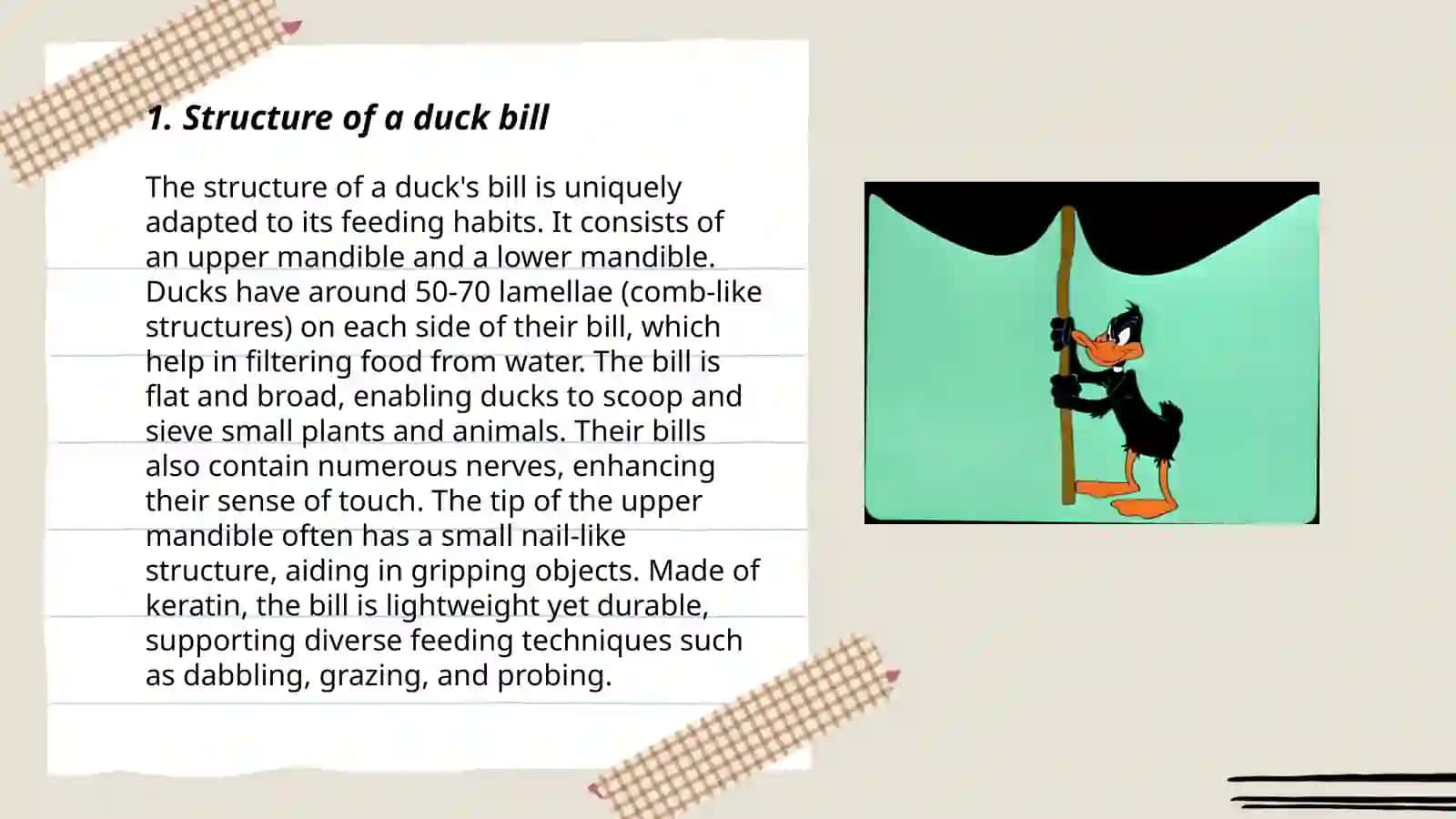 Duck bill 3