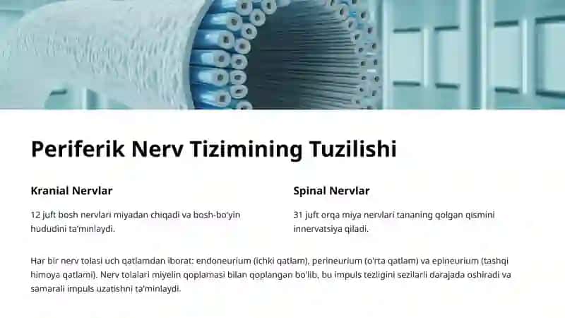 Periferik Nerv Tizimi: Tuzilishi va Funksiyalari 3