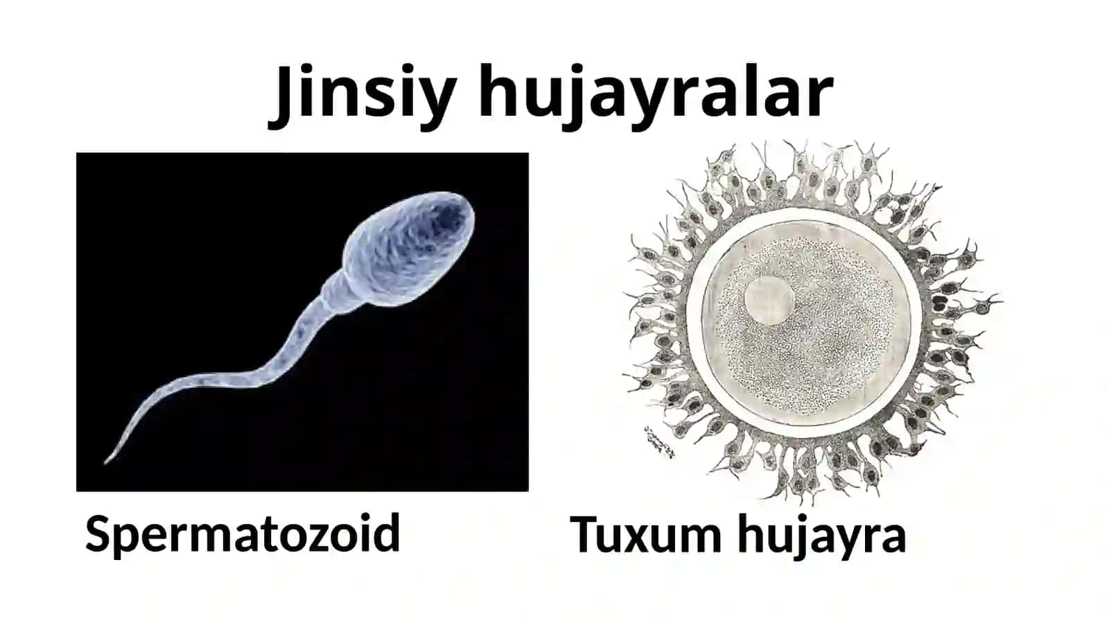 ТҰХУМ ХУЖАЙРАНИНГ МОРФОФУНКЦИОНАЛ ХУСУСИЯТЛАРИ 3