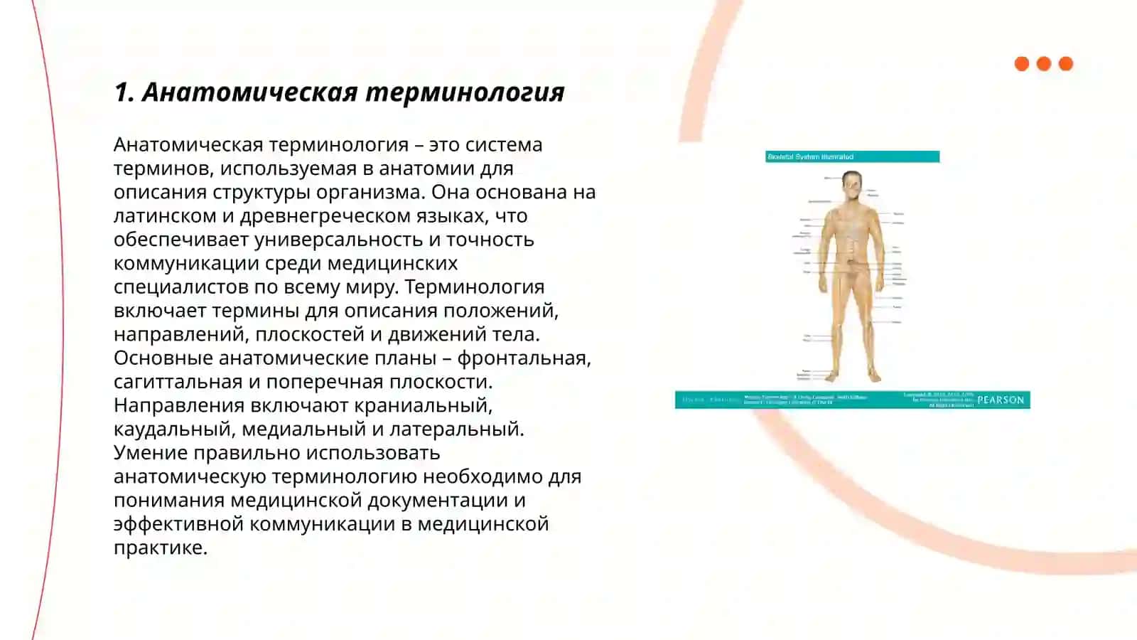 Анатомическая терминология 3