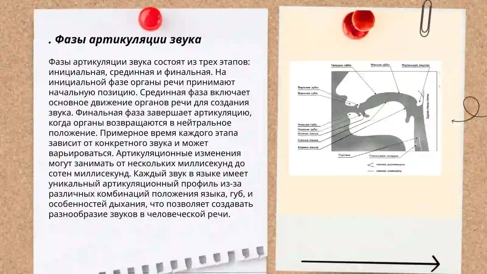 Артикуляция звука, его фазы. Артикуляционная база. Речевой аппарат 3