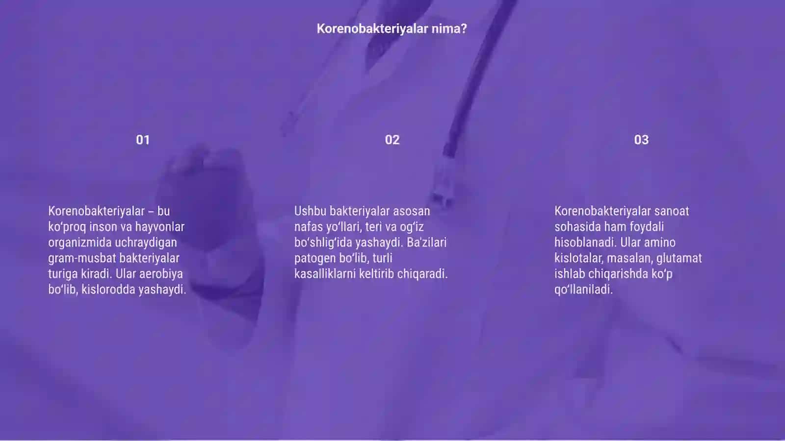 Korenobakteryalar 3