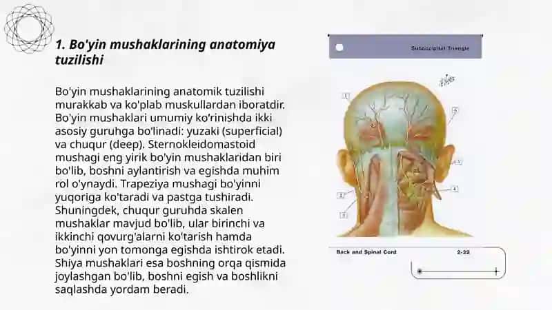 Bo'yin mushaklari 3