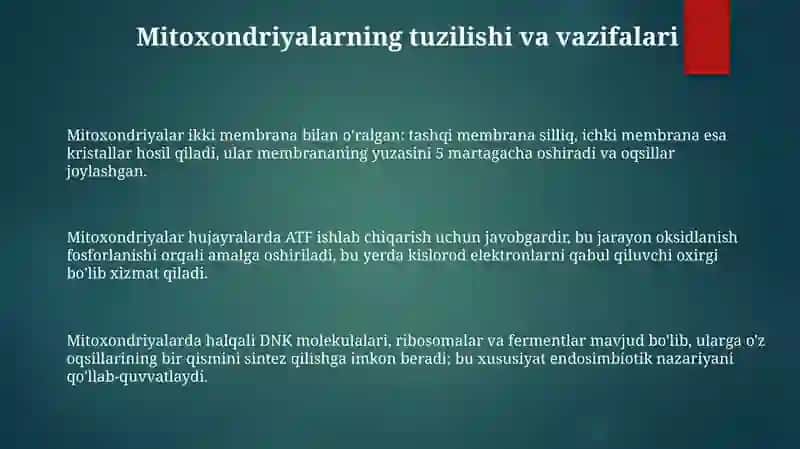Mitoxondriyalar va Plastidalar: Tuzilishi, Vazifalari va Kelib Chiqishi 3