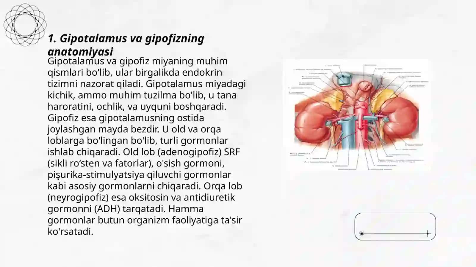 Endokrin bezlar fiziologiyasi.Gipotalamo-gipofizar tizim.Qalqonsimon va qalqon oldi bezi.Buyrak usti bezi fiziologiyasi 3