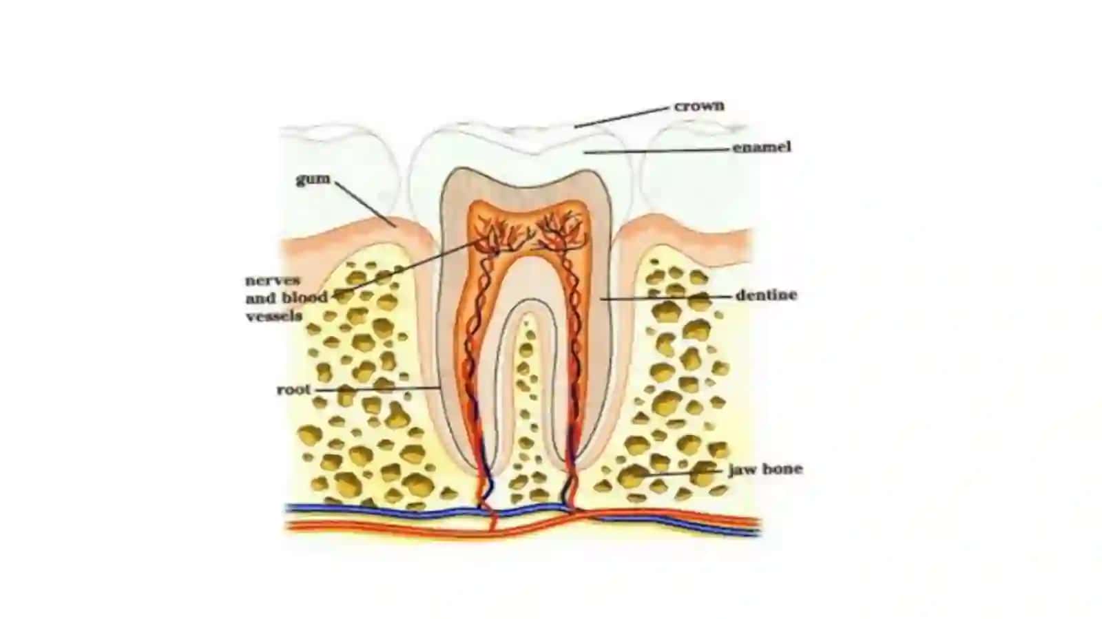 Tishlarning anatomik tuzilishi va asosiy qismlari 3