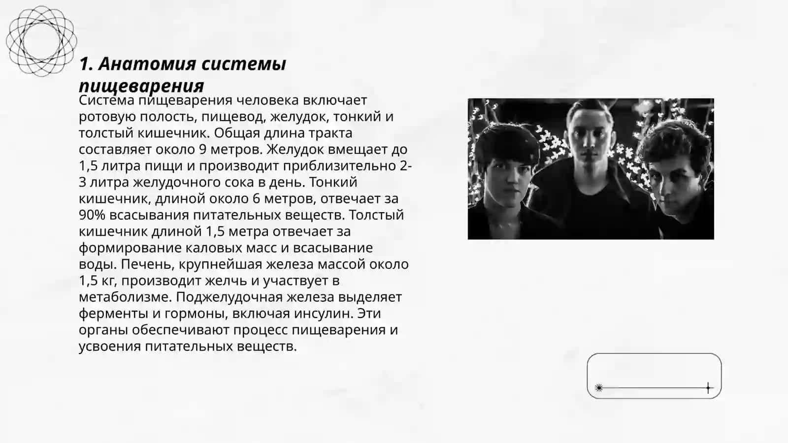 Анатомия системы пищеварения 3