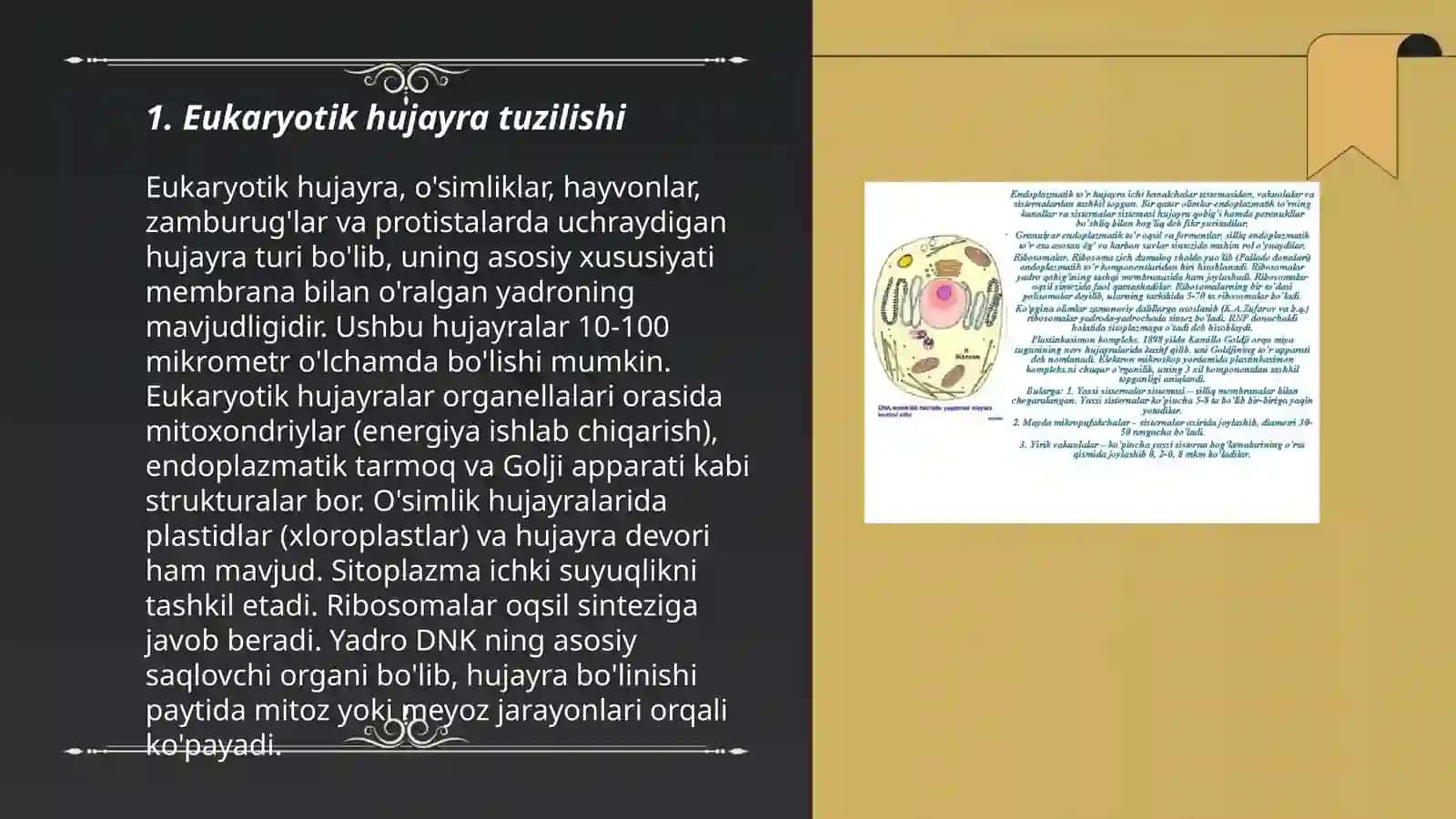 Eukariot hujayra. Sitoplazma. Hujayraning membranali va membranasiz organoidlari 3