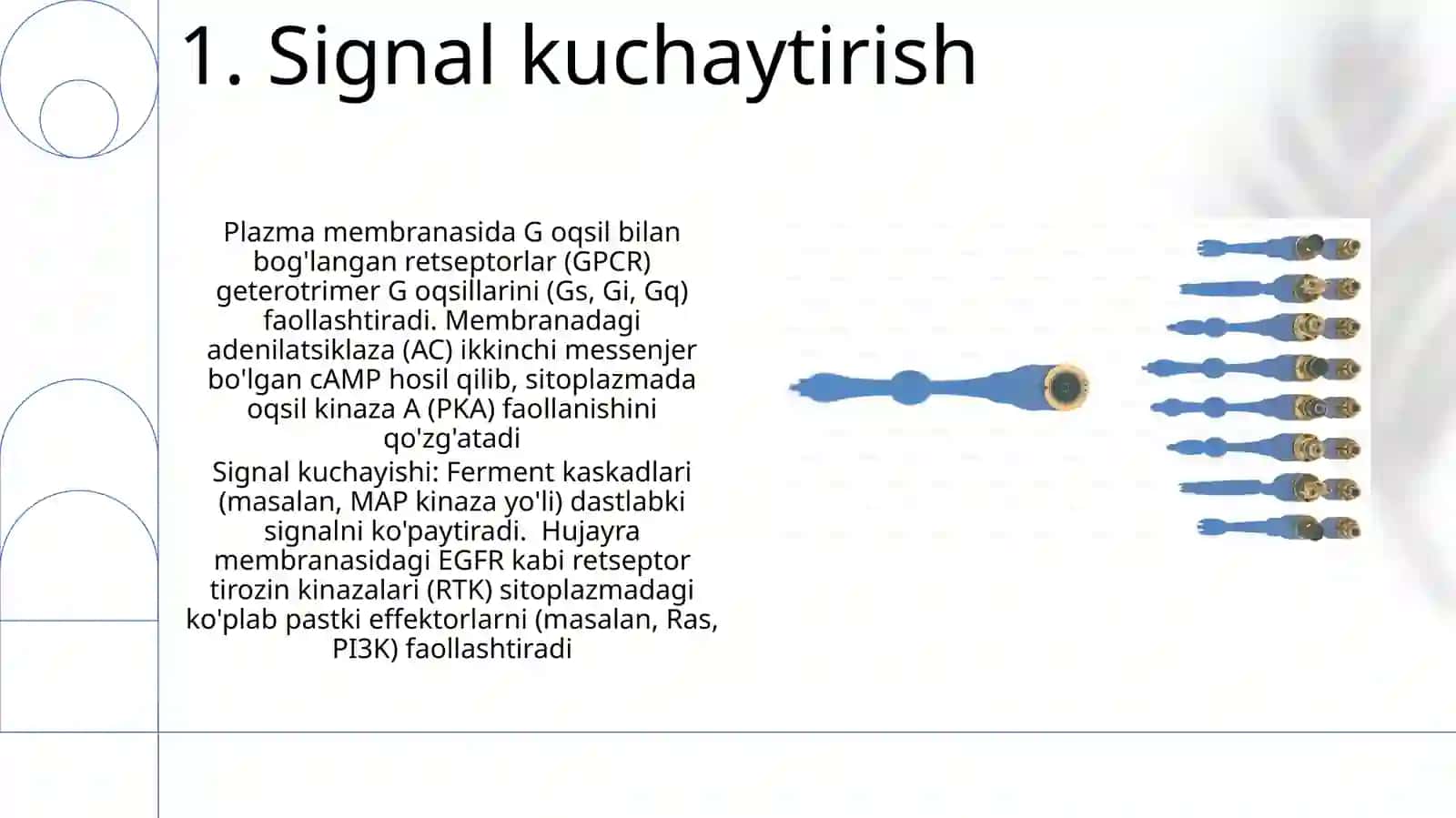 Signallarni membranalar orqali ótkazilishi 3