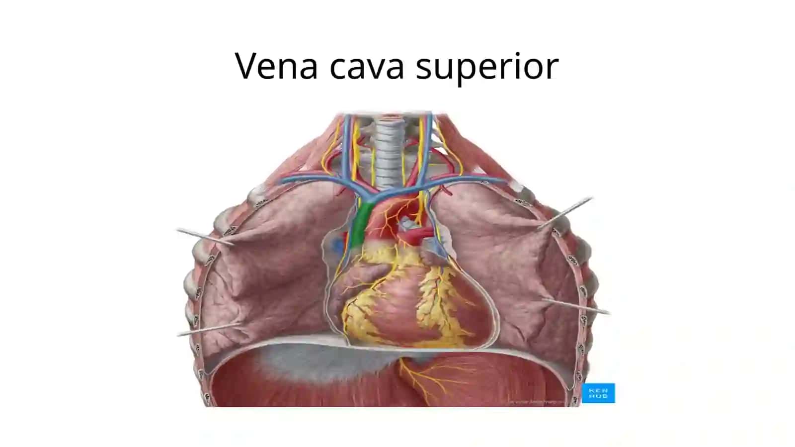 Yuqorikavakvena 3