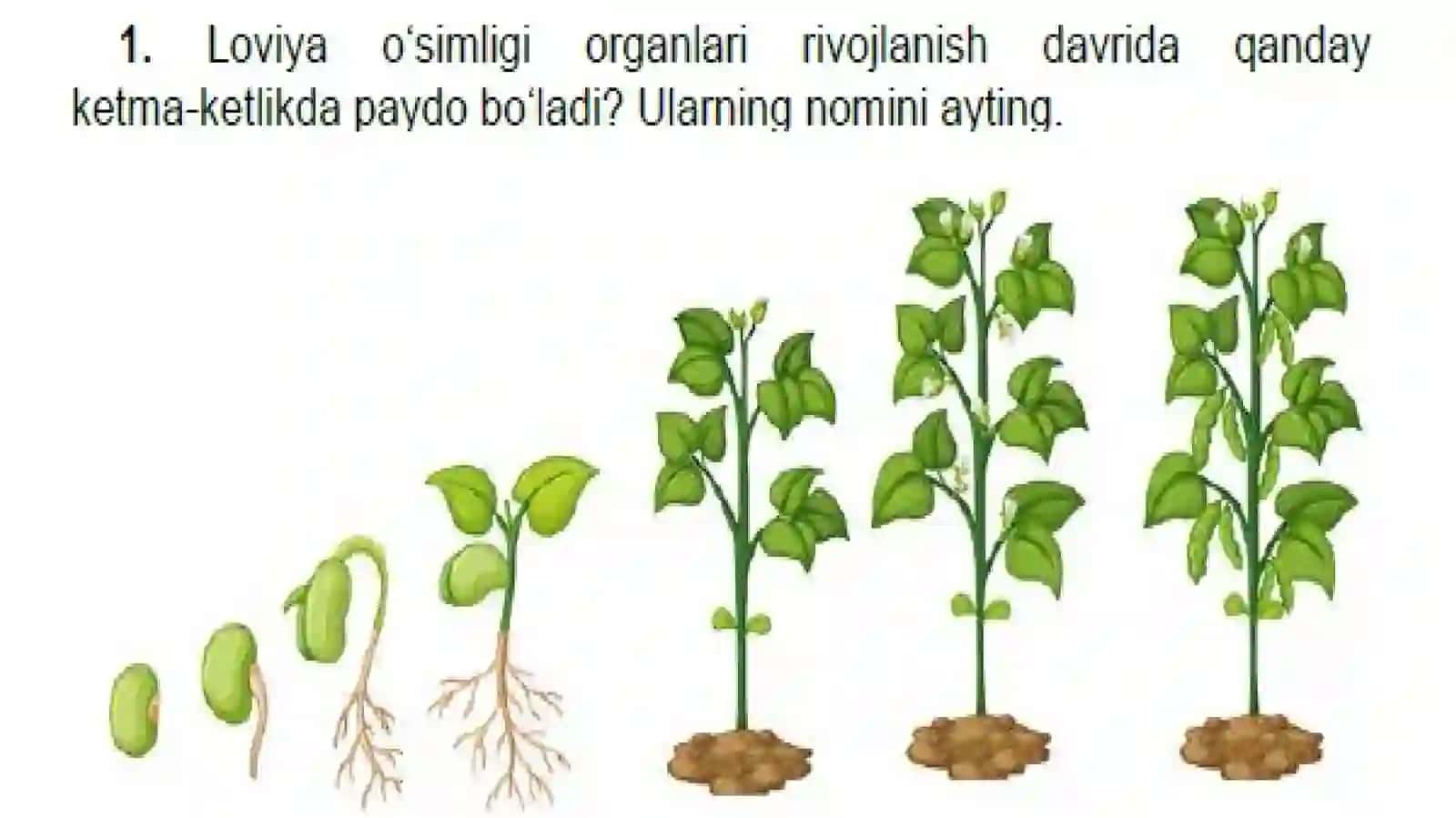 2-sinf Tabiiy fan O'simlik organlari mavzusida 1 soatlik dars ishlanma 3