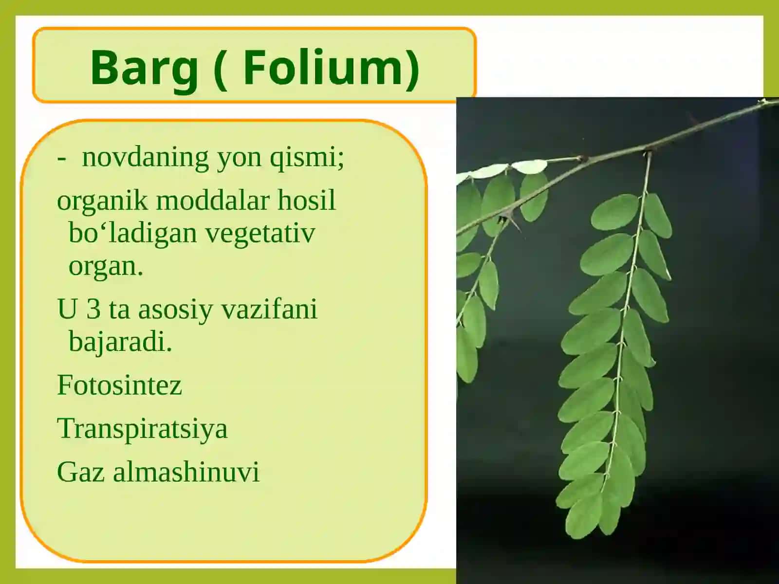 Bargmorfologiyasi.Bargninganatomiktuzilishi.Shaklio‘zgarganbarglar.Bargdagifiziologikjarayonlar.O‘simliklarningko‘payishi,o‘sishivarivojlanishi 3