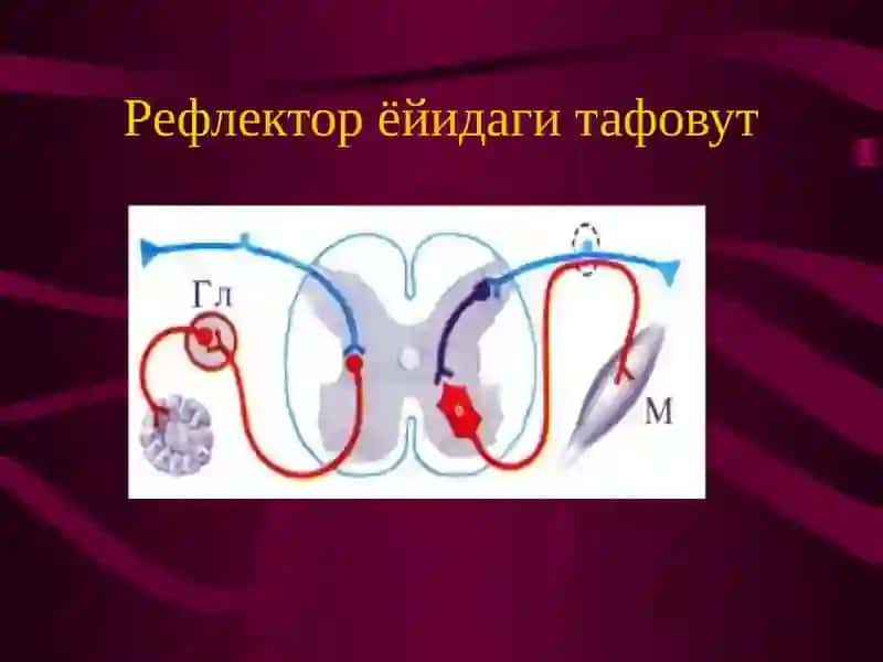 Соматик ва вегетатив нерв тизимининг солиштирма характеристикаси 3