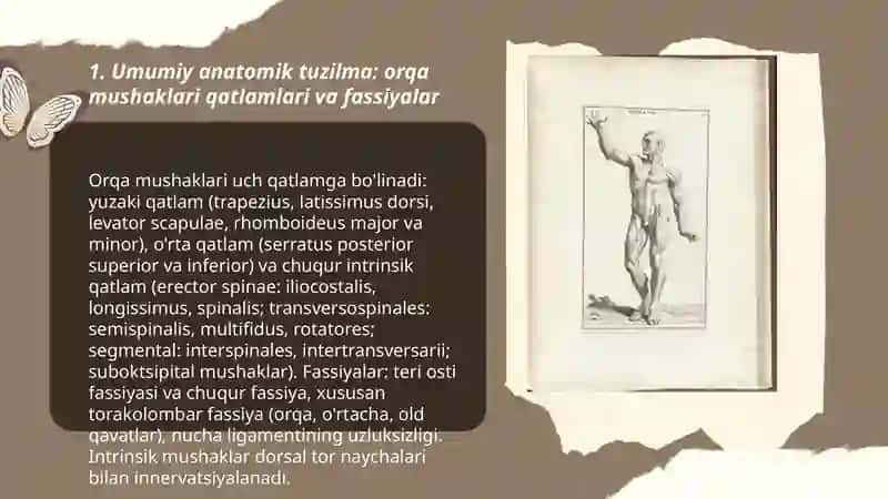 Tananing orqa tomondagi mushagi va fassiyalari 3