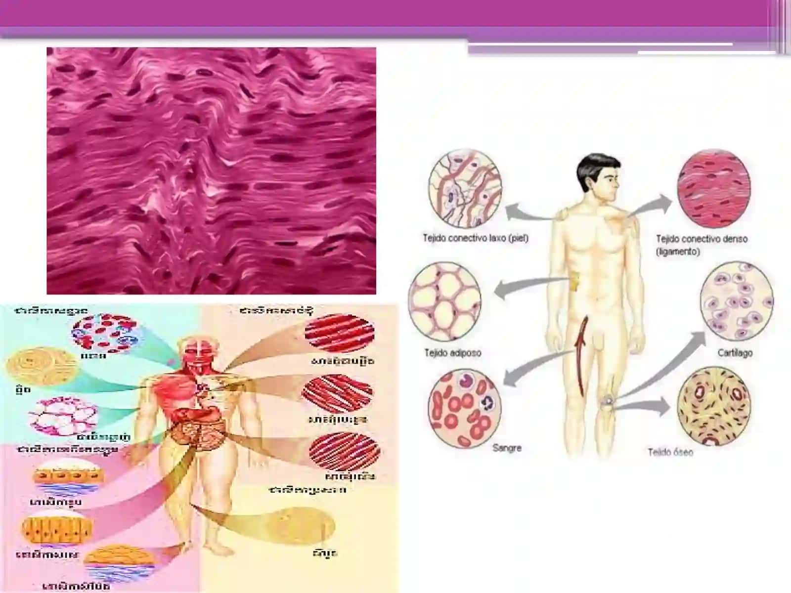 Fan.Gistalogiya,sitologiyavaembranalogiya 3