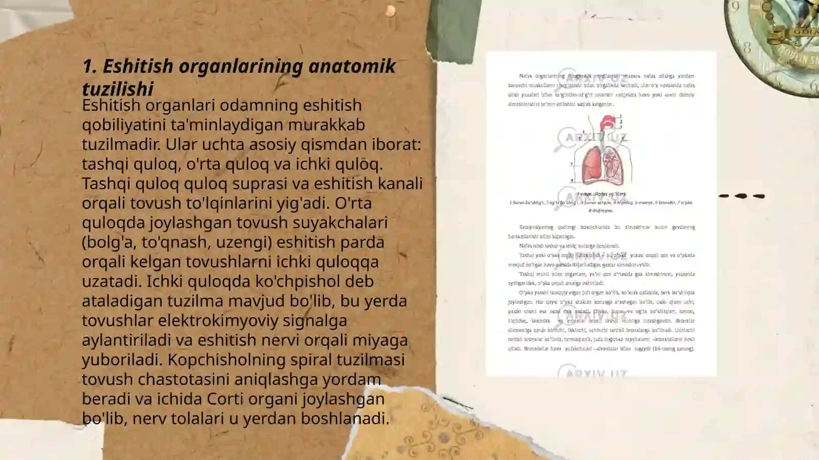 Inson eshitish organlari anatomiyasi va fiziologiyasi 3