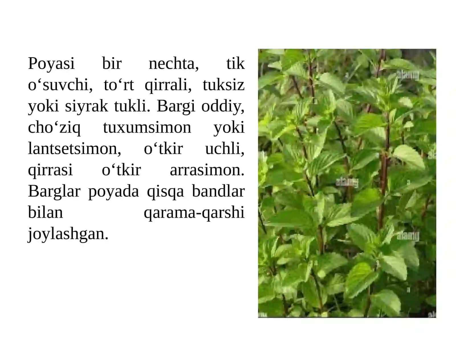 Qalampir yalpiz o‘simligini yetishtirish texnologiyasi 3