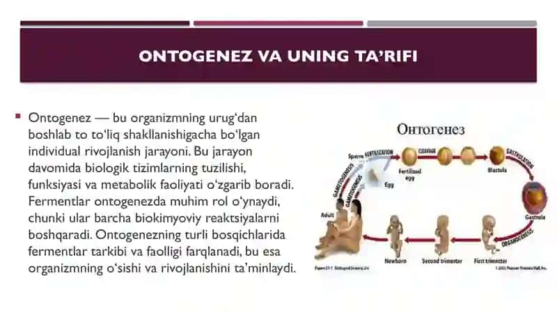 Ontogenezda ferment tarkibining o‘zgarishi. Immobilangan fermentlar. 
Tibbiy enzimologiya muammolar 3