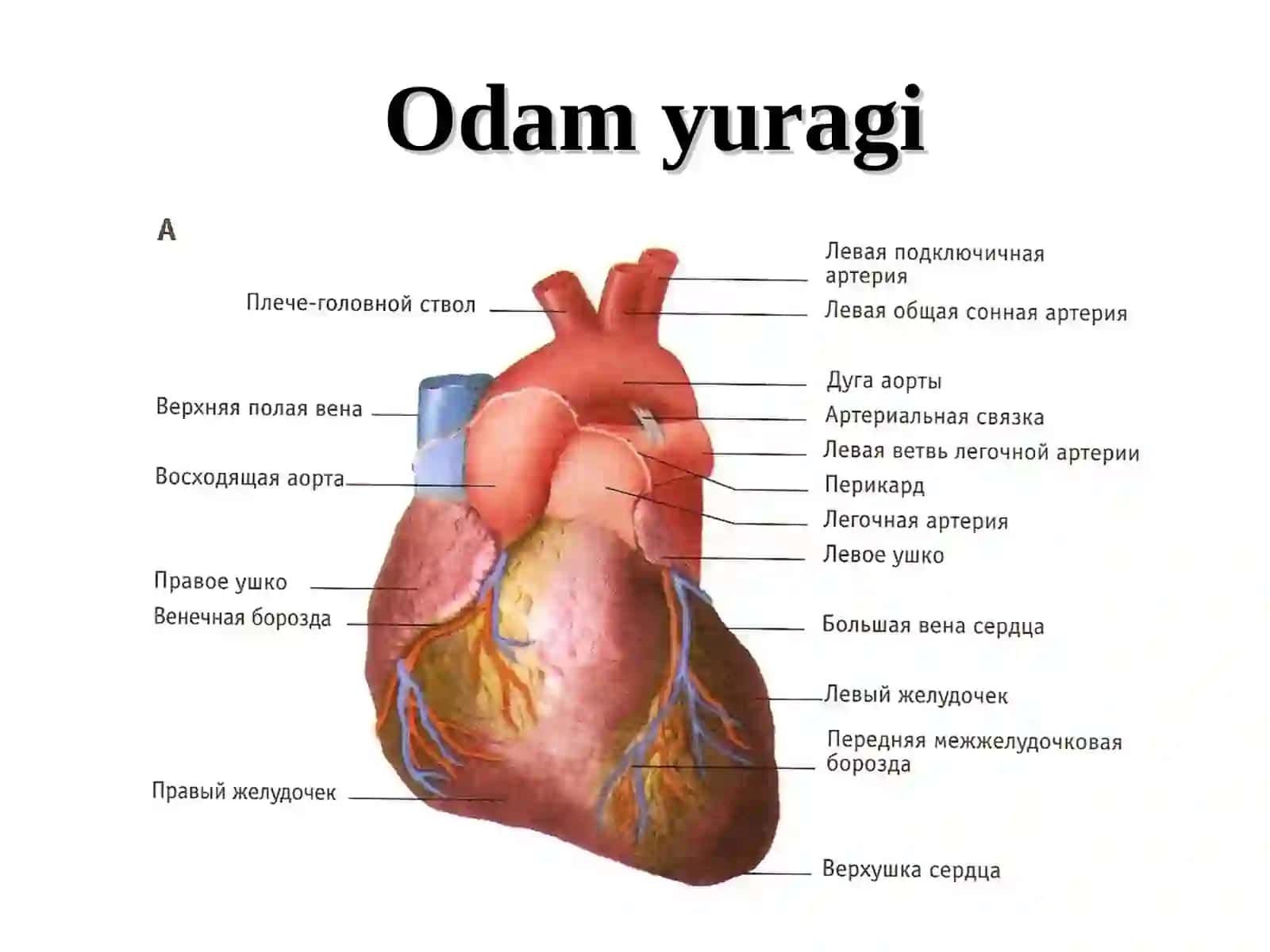 Yurak qon tomir sistemalarining yosh xususiyatlari va gigiyenasi 3