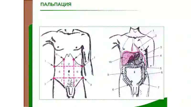 КОРИН ПАЛЬПАЦИЯСИ 3