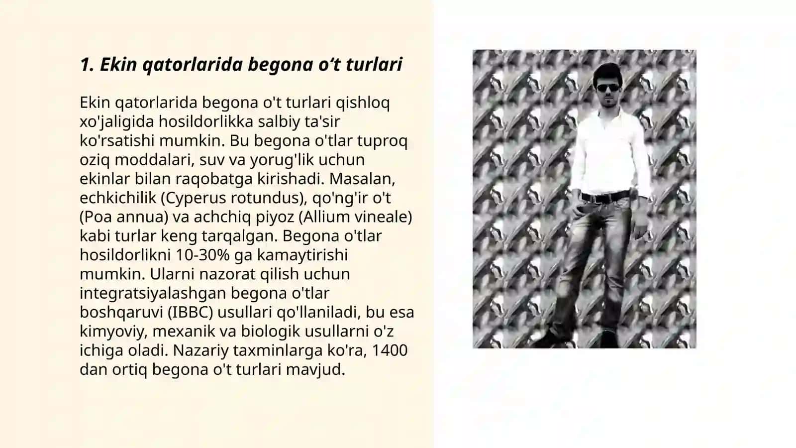 Ekin qator oralaridagi begona oʻtlarni yoʻqotish 3
