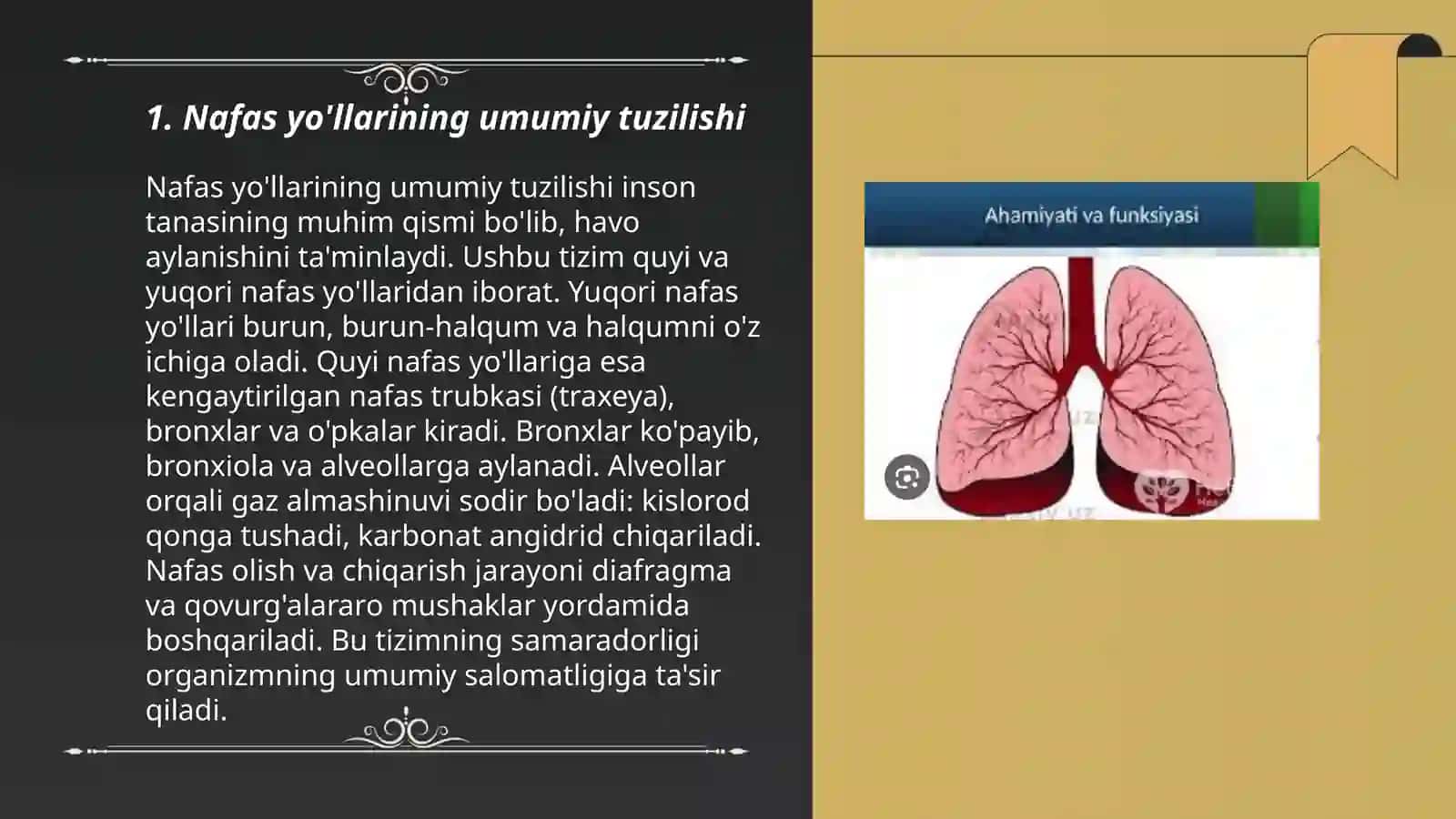Nafas yo'llariga kiruvchi a'zolarni tuzilishi,j oylashishi 3