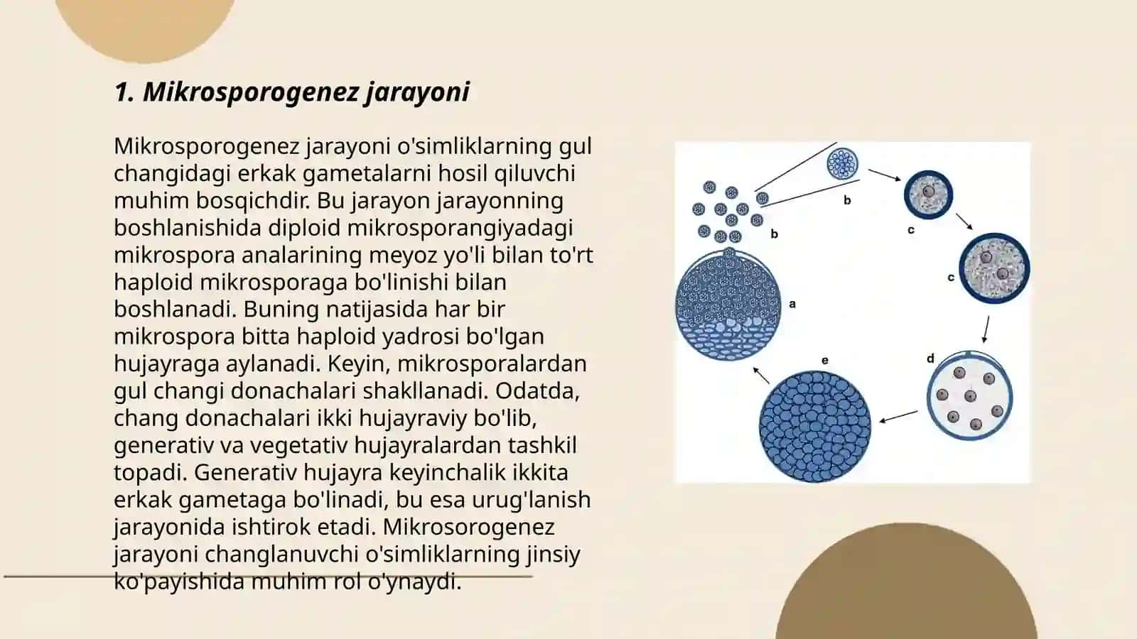 Mikrosporogenez bilan tanishish 3