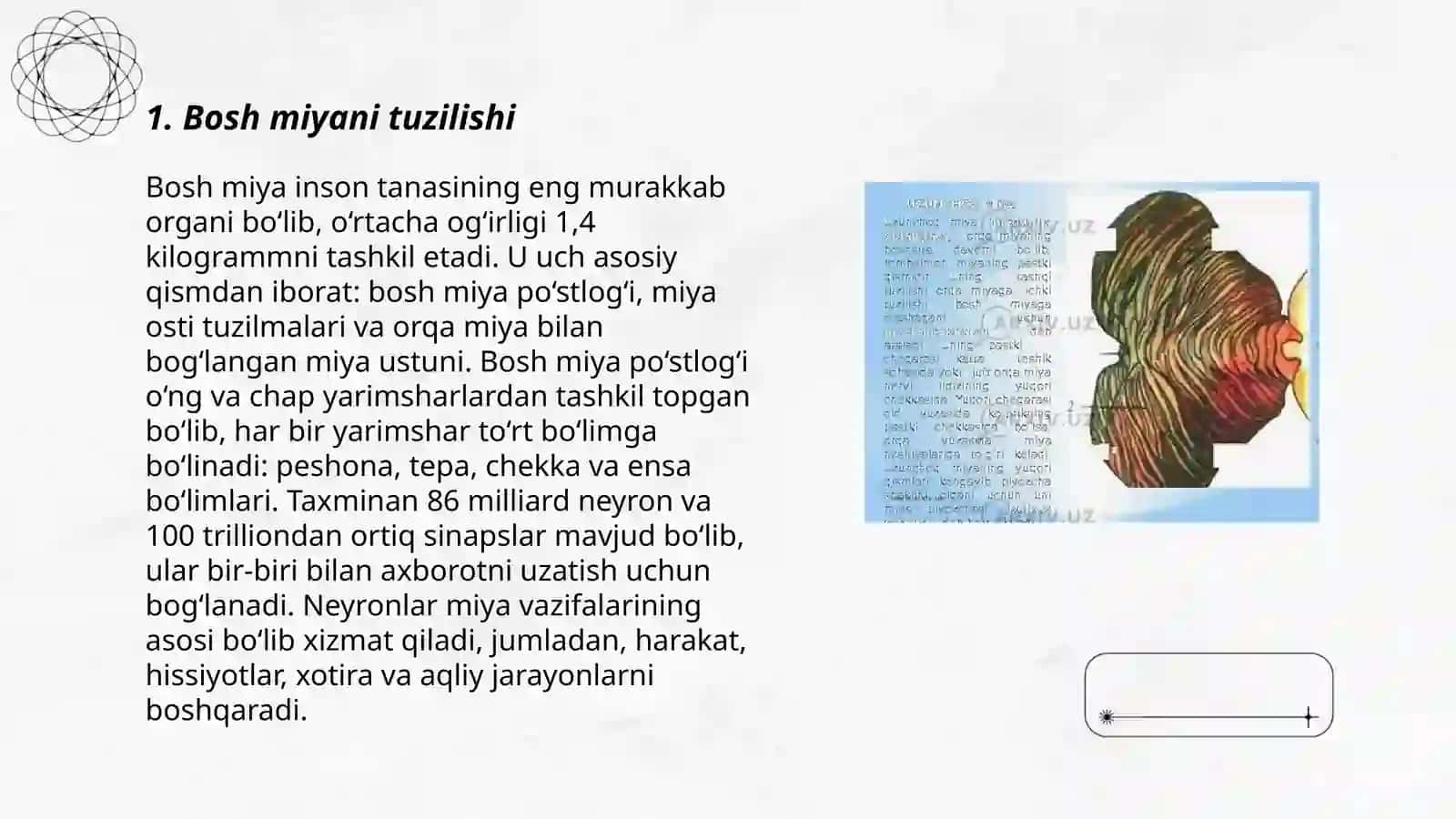 Bosh miya yarimsharlarining anatomiyasi fiziologiyasi va bilish 3
