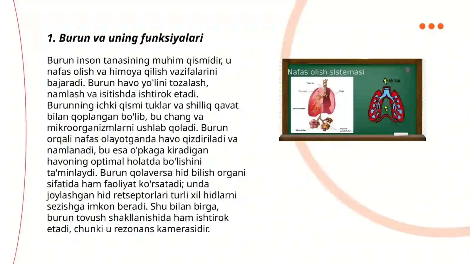 Nafas yoʻllariga kiruvchi aʻzolarni tuzilishi joylashishi 3