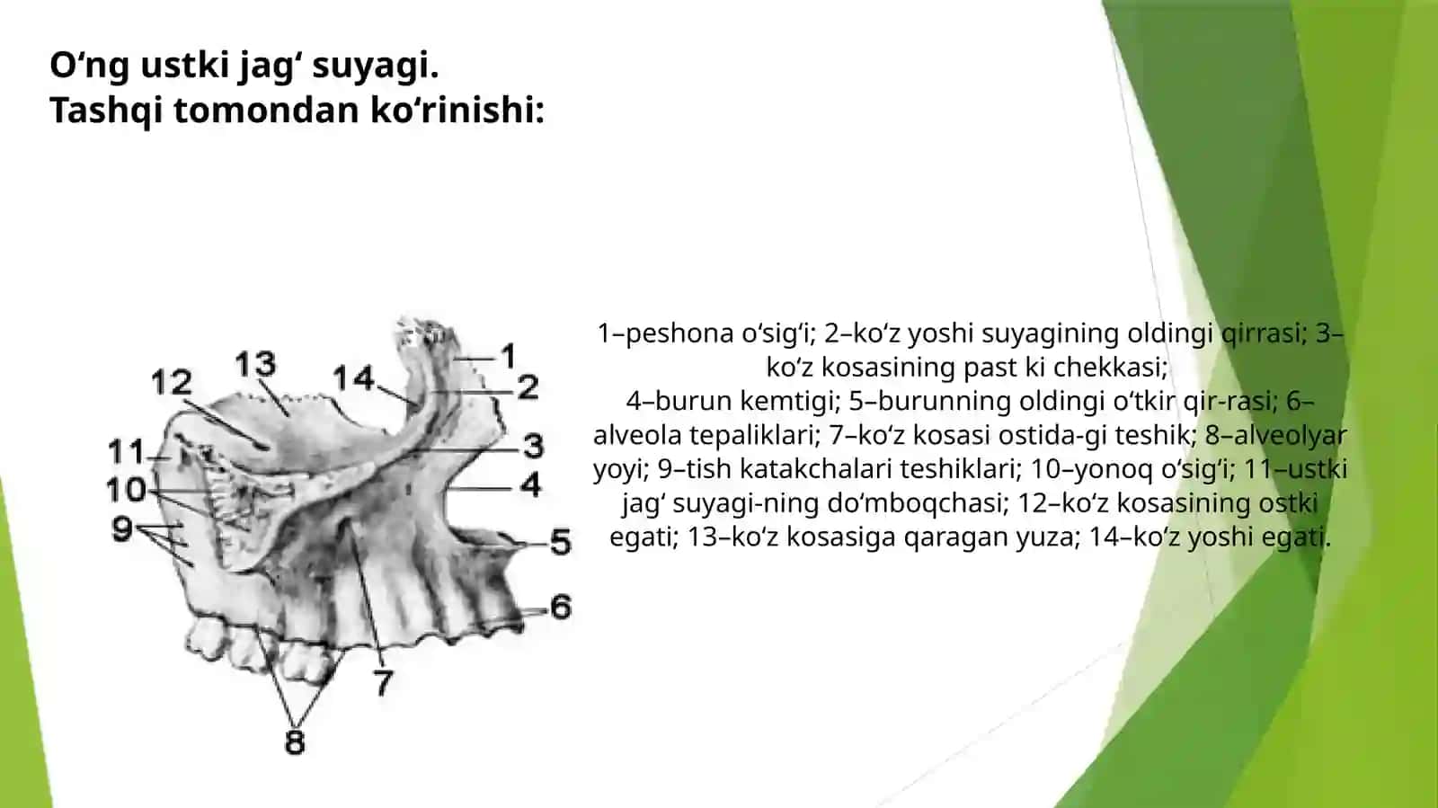 Ustkijag‘suyagi 3