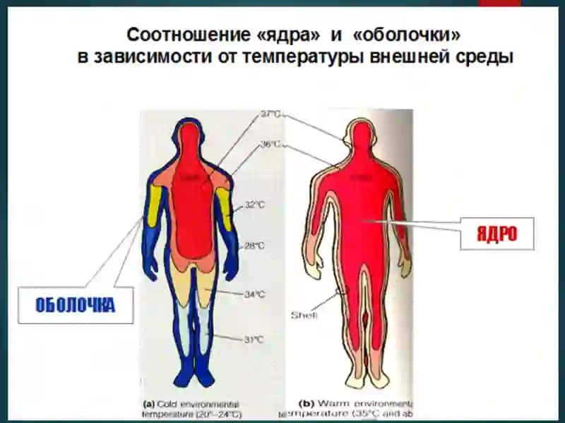 Температурани регуляция қилиш 3