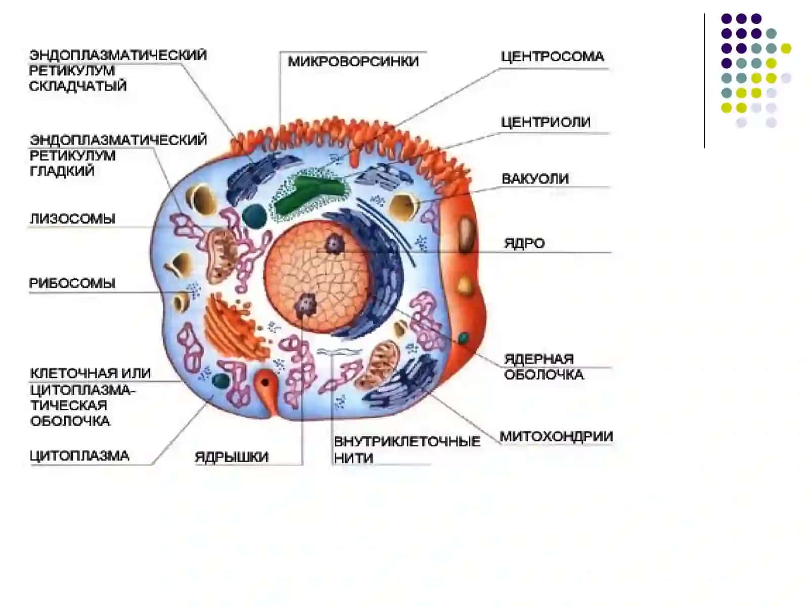Шикастланиш патофизиологияси 3