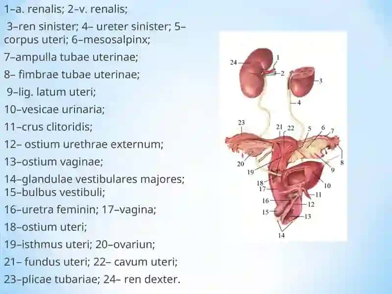 Nefropatiya. Glomerulonefrit, o’tkir buyrak yetishmovchiligi, piyelonefrit 3