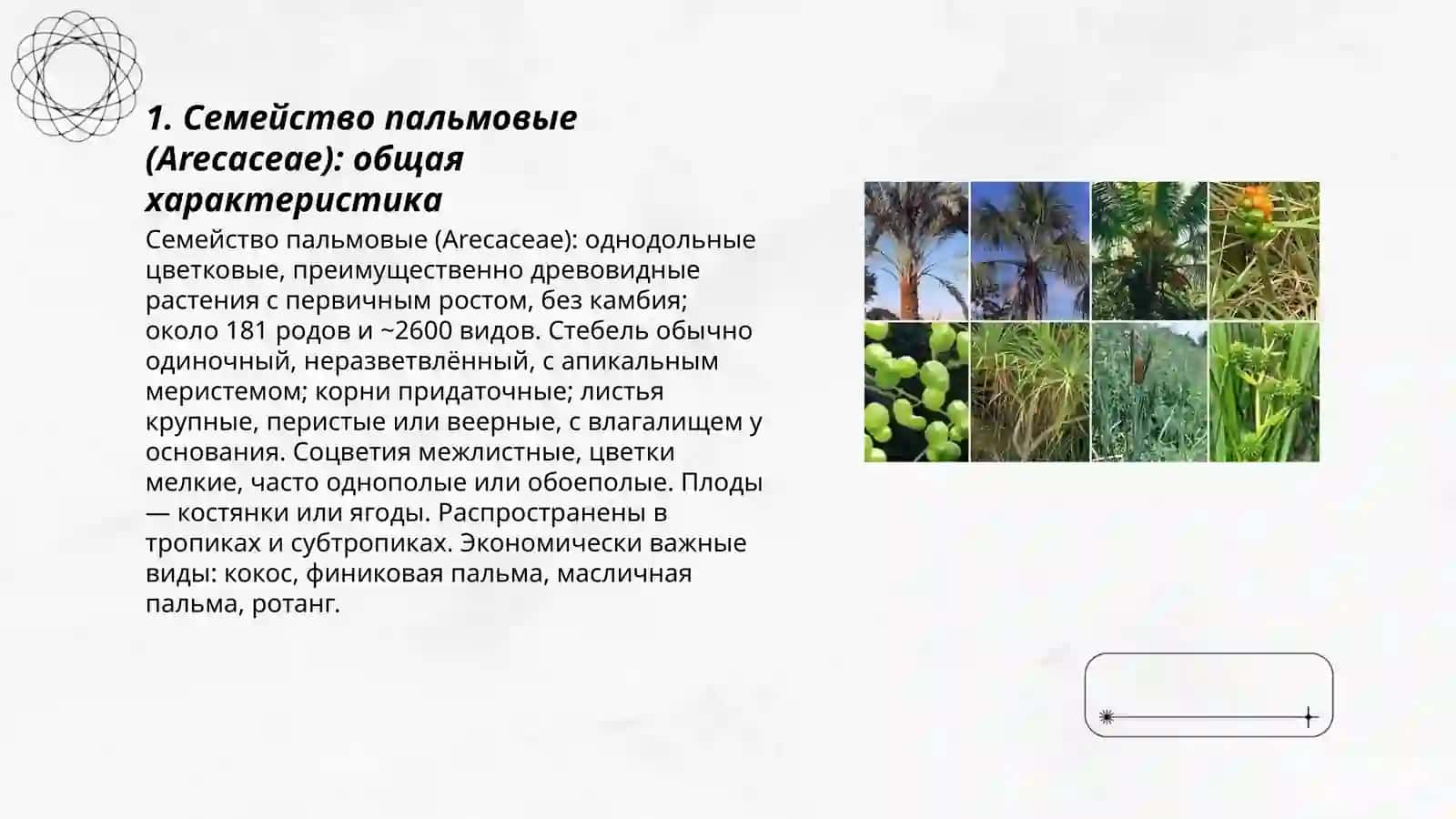 Семейства,характеристика и основные виды порядка пальмовые 3