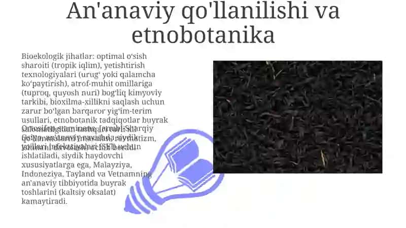 Buyrak choyi (Orthosiphon stamineus Benth) 3