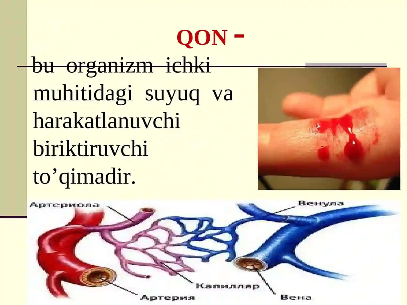 QON TOMIR VA LIMFA TIZIMI 3